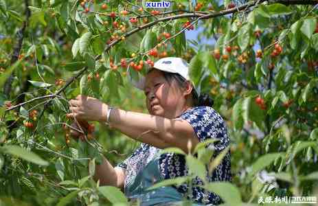 贵州纳雍玛瑙红樱桃树苗出售，价格优惠，基地直供--贵州玛瑙红樱桃之乡