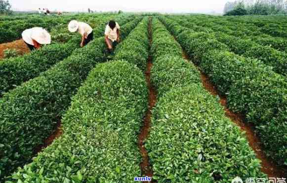 莱西盛产茶叶、农作物，山东莱西特产水果和美食等。