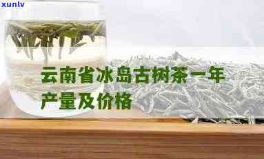 云南冰岛古树普洱生茶最新报价及价格走势分析