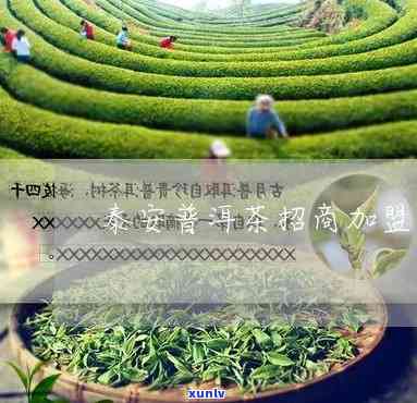 泰州精品普洱茶特经营项目招募平台