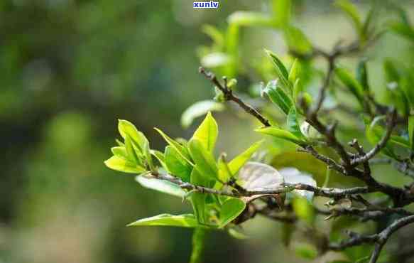 茶毫精选：普洱茶中的细腻嫩芽，品饮之道的深度剖析