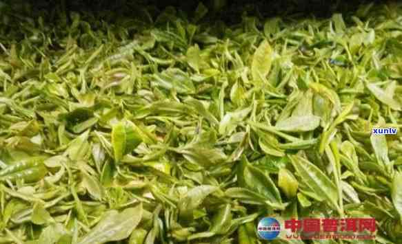 探索明前春尖普洱茶的独特魅力：品种、产地、 *** 工艺与口感的全面解析