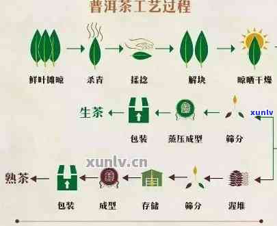 从陕西普洱茶的产地到 *** 加工全流程：一篇全面指南解答您的所有疑问