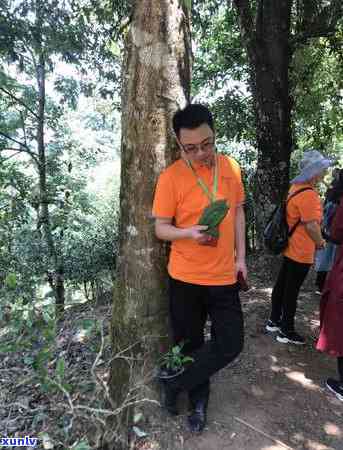 云南普洱茶种植的气候、土与生态环境要求