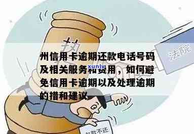 云南普洱茶：小户赛的魅力、历与品鉴指南