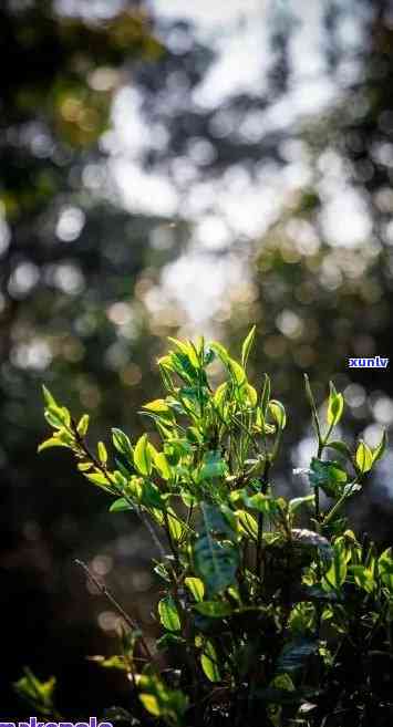 大自然的馈赠：赞美普洱茶的独特韵味与口感