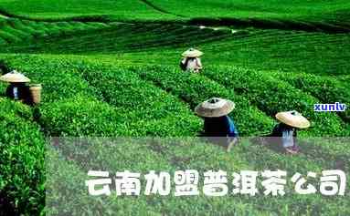 云南玉溪普洱茶加盟