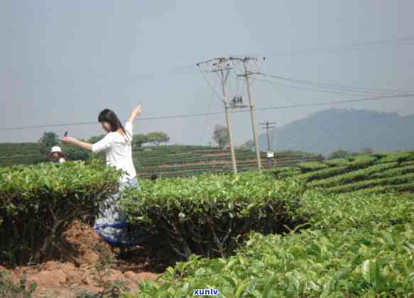 云南普洱茶种植优势