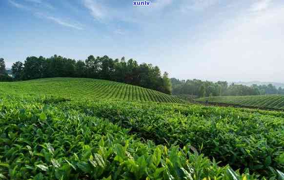 海南种植普洱茶研究：现状、进展与报告——海南茶叶种植适宜性分析