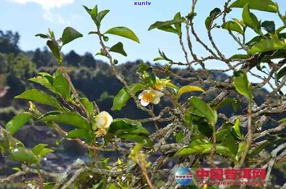 古树普洱茶花怎么泡