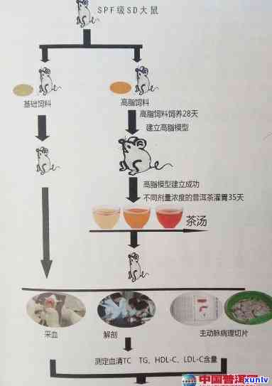 探究普洱茶生化成分的精准拼配与优化原则