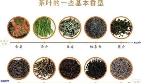 杭州普洱茶排行榜：全方位指南助您挑选优质茶叶