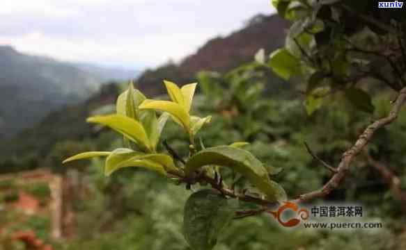 普洱茶十大名寨特点