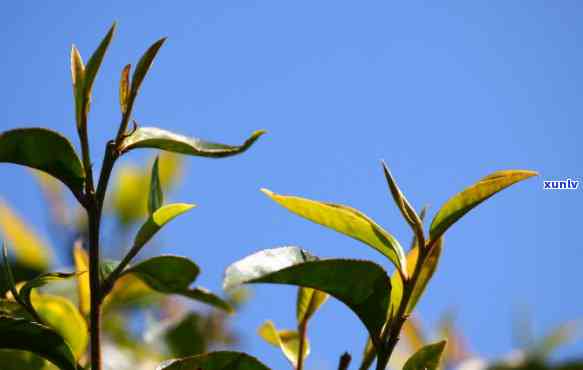 探索熟普洱茶的独特魅力：品饮新手的首次体验与反应