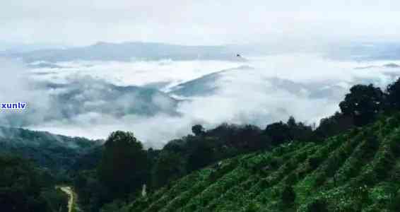 普洱新老6大名山：探索云南茶文化与自然风光的绝佳之地