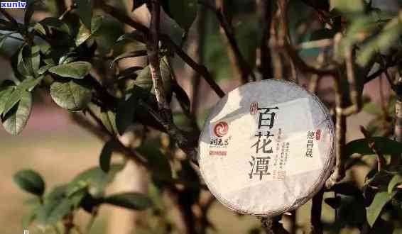 百花潭普洱茶：品种特点、 *** 工艺与品鉴 *** 的全面解析