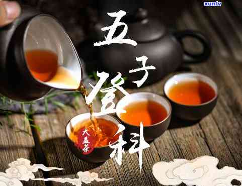 五子登科普洱茶怎样