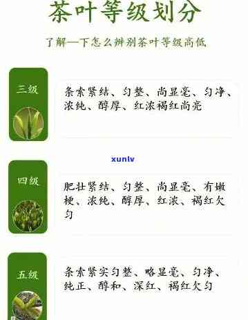 普洱茶的品质与级别：如何区分不同等级的茶菁？