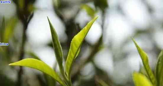 十年普洱茶紫芽与绿芽：两种选择的口感、功效与收藏价值比较