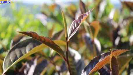 十年普洱茶紫芽与绿芽：两种选择的口感、功效与收藏价值比较