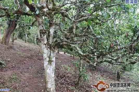 著缘普洱茶邦东一号：邦东老树普洱茶生茶与古树普洱茶口味价格解析