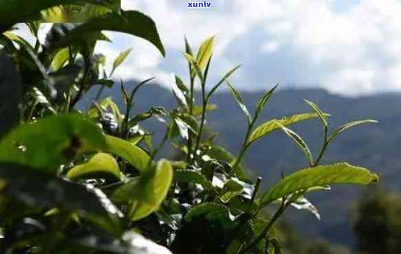 云南古茶原生态之旅：探秘十大名山古茶树及其文化背景