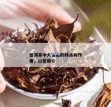 普洱茶大雪山：品鉴与选购指南，带你了解这款茶叶的魅力、功效与泡法