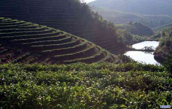 普洱茶属十大名茶吗