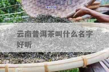 云南三个字的普洱茶有哪些，这些茶叫什么名字？