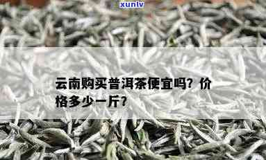 云南优质普洱茶叶货源及一斤价格分析