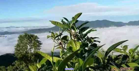 大雪山普洱茶的产地、特点与品饮 *** ：探索云南茶叶的魅力