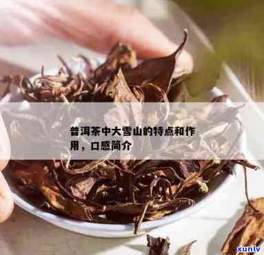 大雪山普洱茶的产地、特点与品饮 *** ：探索云南茶叶的魅力