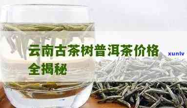 云南古树普洱茶一斤的价格与批发差异分析