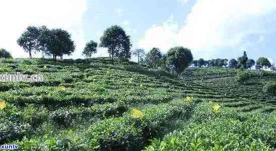 一亩普洱茶赚多少钱