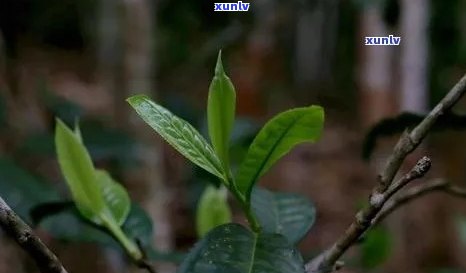 普洱茶一芽一叶的品质、口感、功效及选购指南，看这一篇就够了！