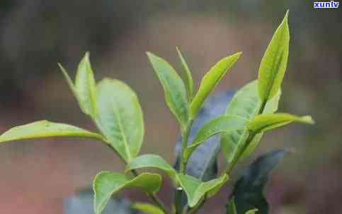 普洱茶一芽两叶与三叶哪个好：比较普洱茶两种叶子形状的口感差异