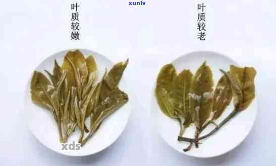 普洱茶一芽两叶与三叶哪个好：比较普洱茶两种叶子形状的口感差异