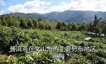 云南省文山州普洱茶