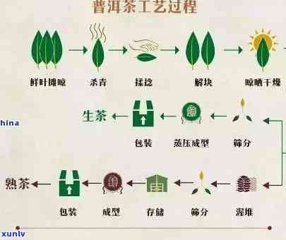 广东珠三角地区特色茶叶生产探析：普洱茶的地域性种植与加工工艺