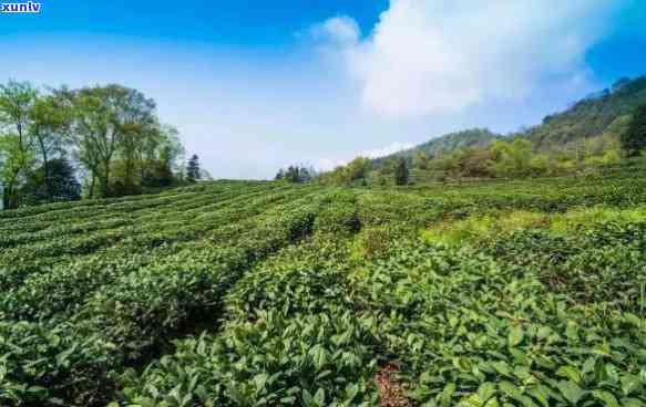 顶山茶业：品茗之旅，探索茶叶的魅力与历