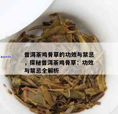 鸡骨草与普洱茶混合饮用的多重益处及其可能的健效果解析