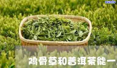 鸡骨草与普洱茶一起