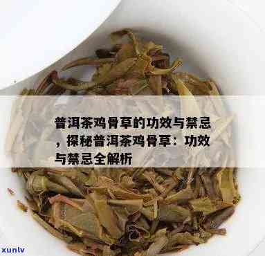 鸡骨草与普洱茶一起