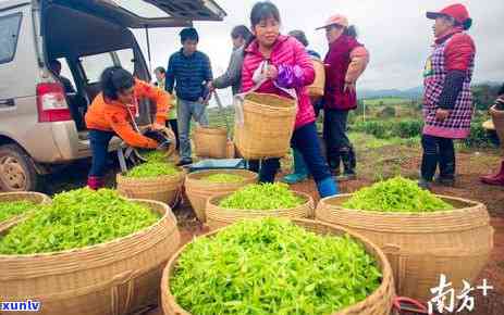 老百姓常喝的茶种类与功效：全面了解您所选茶叶的效益与适宜饮用方式