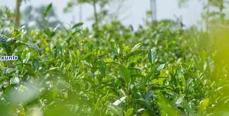 探寻普洱茶中的未知物质：氨基酸和茶多酚以外的主要成分