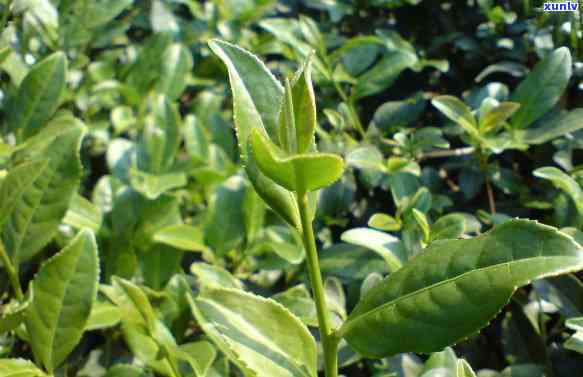 九十年代印普洱茶：一款具有独特风味和历文化价值的传统茶叶