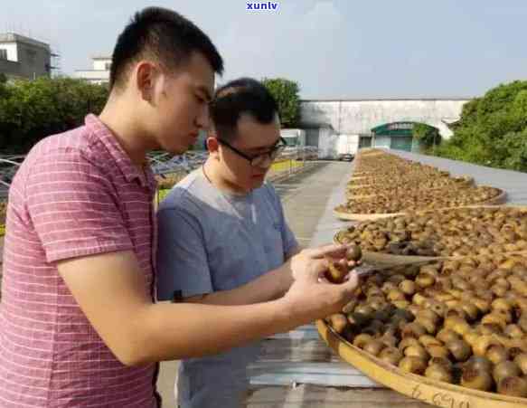 如何打击普洱茶市场中的三无产品：一款全面的指南