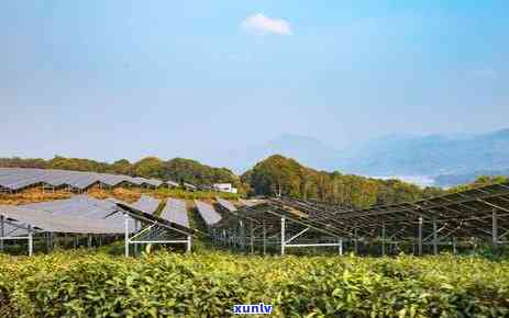 普洱茶饼和米放一起可以吗：探讨普洱茶饼与米的搭配可能性