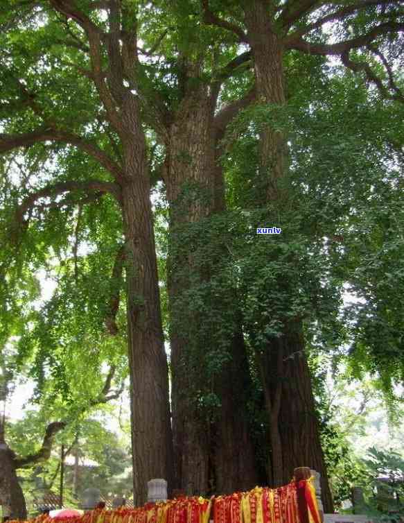 千年古树普洱茶：价格、批发、及的全面解析与比较