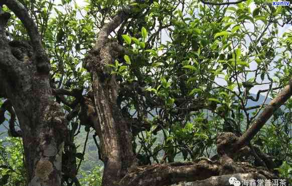 千年古树单棵普洱茶